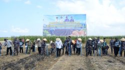 Bukan Cuma Jaga Laut, TNI AL Tebar 60 Ton Benih Kedelai di Banyuwangi Demi Wujudkan Mimpi Swasembada Pangan