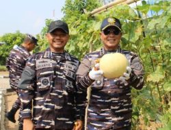 Tinjau Lanal Lampung, Panglima Koarmada RI Panen Melon Hingga Perkuat Infrastruktur Maritim