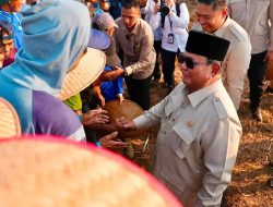 Bukan Cuma Penjaga Laut, TNI AL Kini Jadi Garda Terdepan Panen Kedelai Nasional