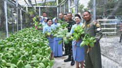 Panen Sawi Pakcoy di Lanud RSA Natuna: Bukti Nyata Ketahanan Pangan dari Lahan Sederhana