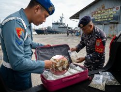 TNI AL Kembali Gagalkan Penyelundupan Benih Lobster